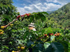 Tolima (Colombia)