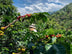 Tolima (Colombia)